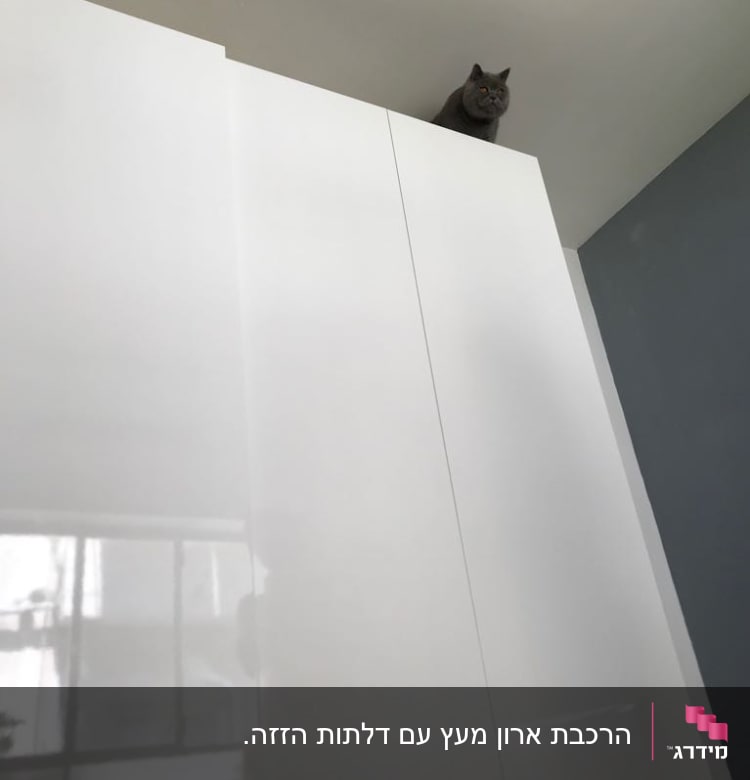 חתול יושב על ארון גבוה בחדר